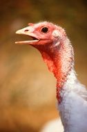 attractive Turkey Birds