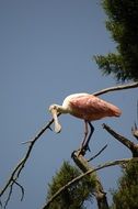 beautiful and cute Roseate Spoonbill Bird