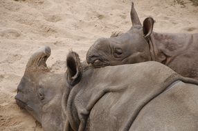 portrait of Two young wilhelma rhinoes lie on the sand