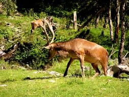 wild Deer with Horns summer portrait