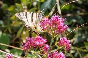 butterfly with zebra color