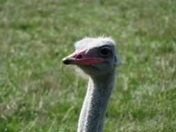 head of a ostrich bird on a sunny day in the park