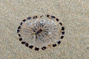 Beach Jellyfish Sea Sand Nature