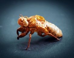 closeup of a brown cicada