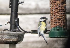 tit eats nuts from the feeder