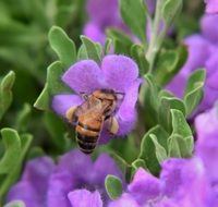 bee among bright purple flowers in a garden