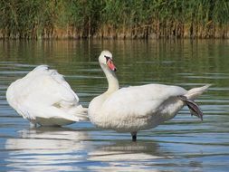 Two swans in the water