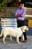 white labrador with his owner