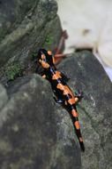toxic orange black salamander