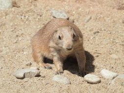 big gray rat at the zoo