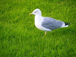 walking Seagull Bird in green Grass