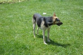 German Shepherd on a green grass