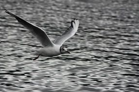 Seagull Scotland