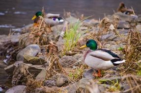 drakes standing on the riverside