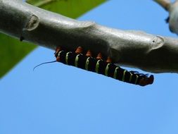 Colorful caterpillar on the plant