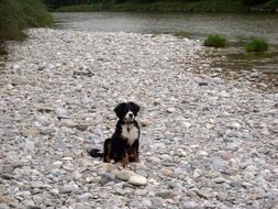 dog Berner Senen sits on the road