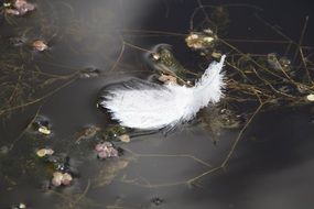 Picture of White Feather on a water