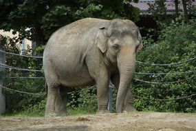 large indian elephant in the zoo