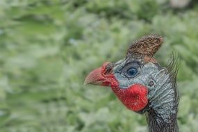 guinea fowl head with brown Cockscomb, side view