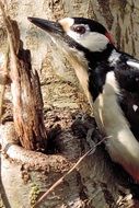 spotted woodpecker on a tree