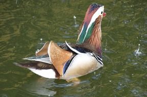 Mandarin Duck is a small duck