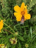 Insects on a Yellow flowers