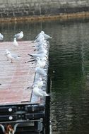 Lake Seagulls
