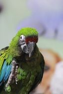 fascinating Parrot Green Bird