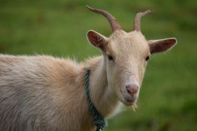 White goat on the pasture