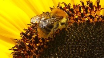 Hummel on the sunflower