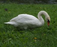 Swan nibbles the grass