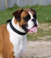 beatuful boxer outdoor