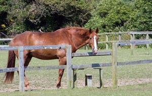 attractive Chestnut Horse