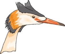 great crested grebe Head, side view, illustration