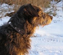 profile portrait of a domestic dog in winter