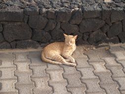 the cat lies on the tiled