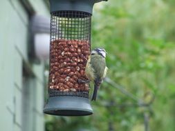 bird eating from feeding rack
