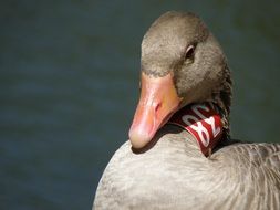 Goose Ring Head