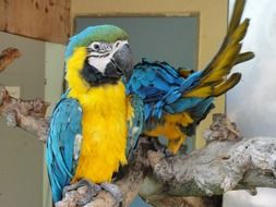 Parrot with bright blue and yellow plumage