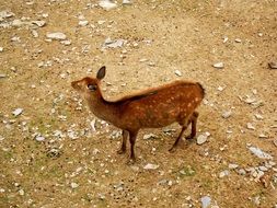 top view of sika deer