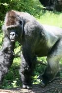 Grey Gorilla