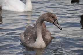 gray swan chick on the water