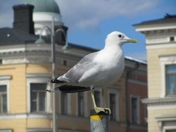 Seagull Bird urban portrait