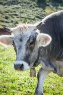 cow in a meadow in austria