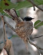 nesting white-throated fantail flycatcher