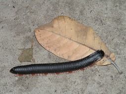 black centipede on a dry flower