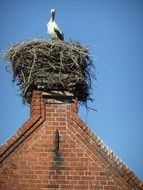 stork nest on the roof