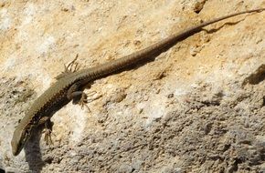 Long lizard lie on the stone