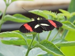 black with red spots butterfly in wildlife