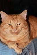 Orange garfield kitty